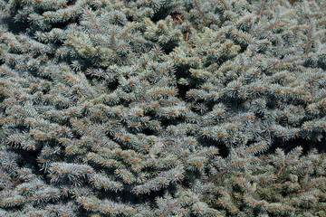 Spruce texture