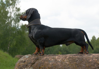 Black and tan dachshund on large boulder stone