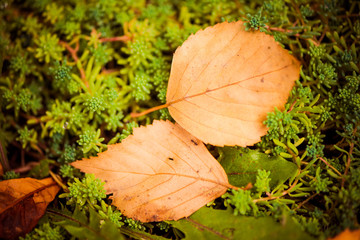 fall leafs on green garden plants