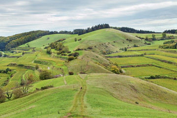 Badbergkamm, Badberg, Kaiserstuhl, Hebst