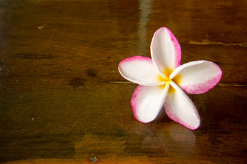 whit and pink plumeria flower