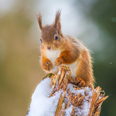Red Squirrel in Winter