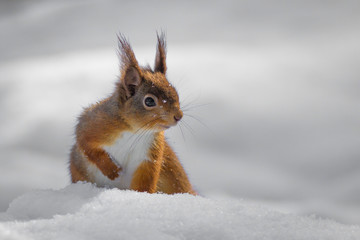 Red Squirrel in snow