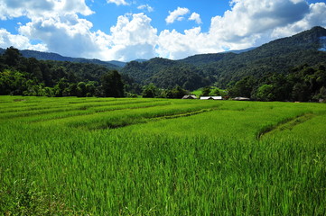 Rice Paddy Fields in Green Season