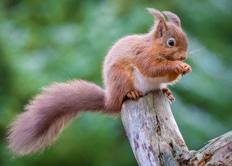 Red Squirrel sitting on log