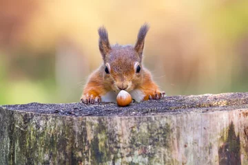 Foto op Canvas Rode eekhoorn kan zijn geluk niet geloven © Michael Conrad