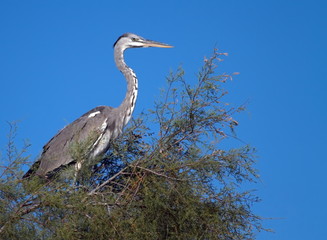 Young grey heron, ardea cinerea