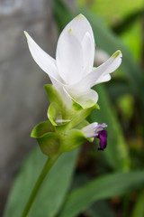Curcuma alismatifolia, Siam tulip, flower