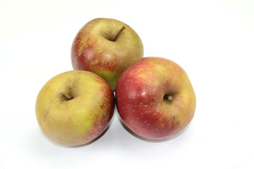 pomme boskoop