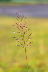 water drops on the green grass