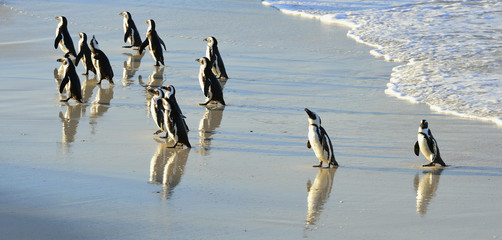  African penguins