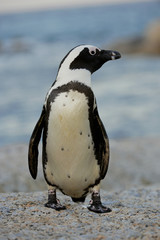 Fototapeta premium African penguin