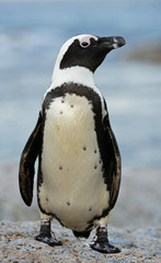 Fototapeta premium African penguin