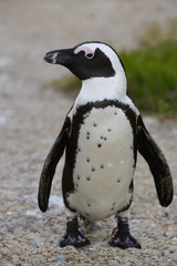  African penguin