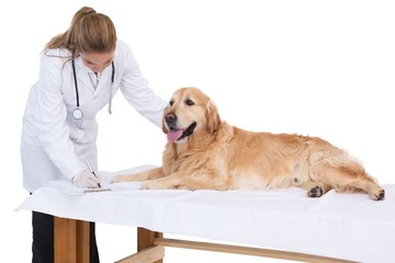 Vet checking a labrador