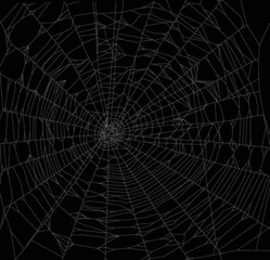 white square spider web