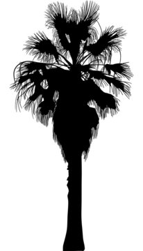 high black palm tree isolated on white