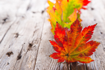 Beautiful autumn background