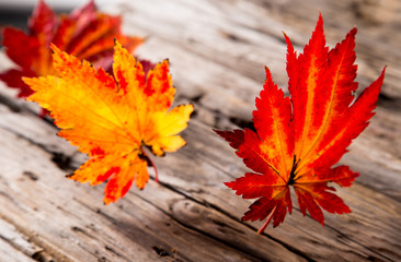 Beautiful autumn background