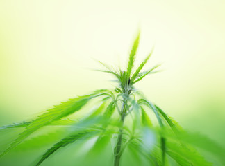 Young cannabis plant