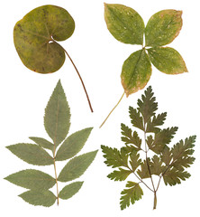 Leaves of various flowers and trees