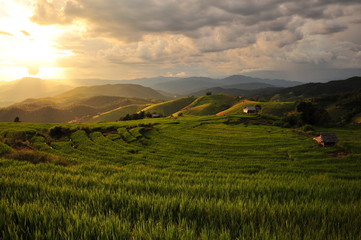 Obraz premium Rice Terraced Fields