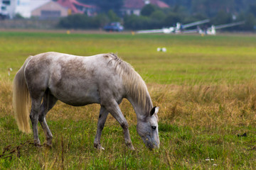 Obraz na płótnie Canvas Pferd am Flugplatz