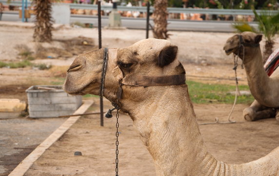 Portrait of a camel in  background of another camel