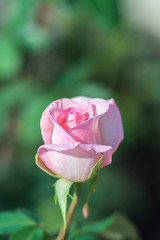 咲きかけのバラ"ミシェル・メイアン"