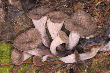 Mushroom trompette de la mort.Craterellus cinereus