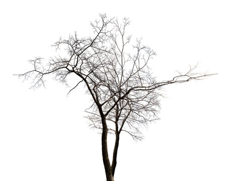 isolated winter twin bare tree