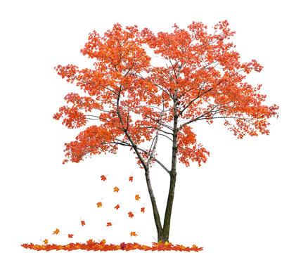 bright red isolated maple and falling leaves