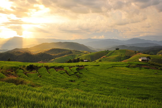 Rice Paddy Fields on the Mountain
