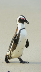 Fototapeta premium African penguin