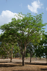 グラナイト渓谷のユーカリ