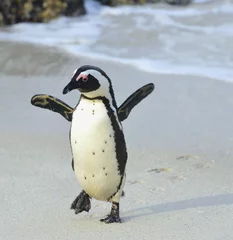 Stickers pour porte Pingouin pingouin africain