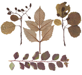 Leaves of various flowers  and trees