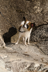 小型犬（パピヨン、チワワ）の冒険