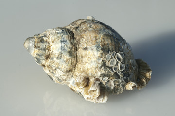 meeresschnecken; Astraea; undosa;