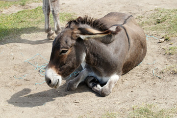 Fototapeta premium Petit âne gris - âne de Shrek