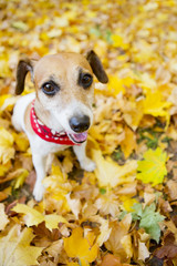 Funny dog walking golden autumn park