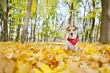 Beautiful dog walking golden autumn park