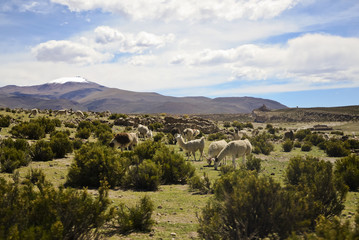 Fototapeta premium Grazing Lamas in the Andes