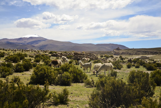 Grazing Lamas in the Andes