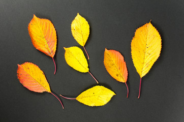 Colorful autumn leaves