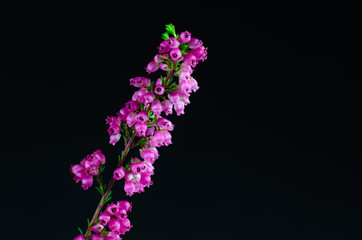 Heather flower detail at black background