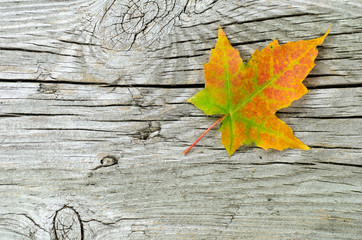 Single maple leaf at wooden surface