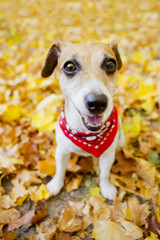 Crazy happy dog walking golden autumn park