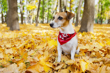 Cool dog walking golden autumn park