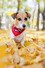 Best dog walking golden autumn park